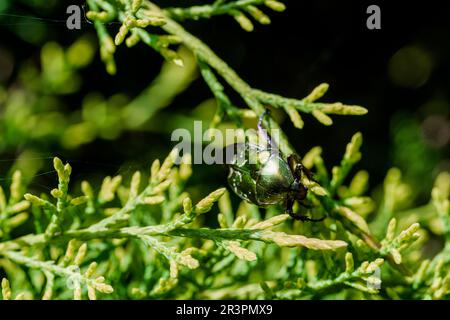 Makroaufnahme eines wunderschönen, metallischen, glänzenden Grün- und Kupferkäfers (Protaetia cuprea) auf grünem Blatt, umgeben von Vegetation im Frühling. Protaetia cupr Stockfoto