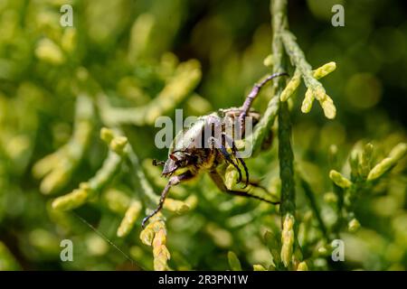 Makroaufnahme eines wunderschönen, metallischen, glänzenden Grün- und Kupferkäfers (Protaetia cuprea) auf grünem Blatt, umgeben von Vegetation im Frühling. Protaetia cupr Stockfoto