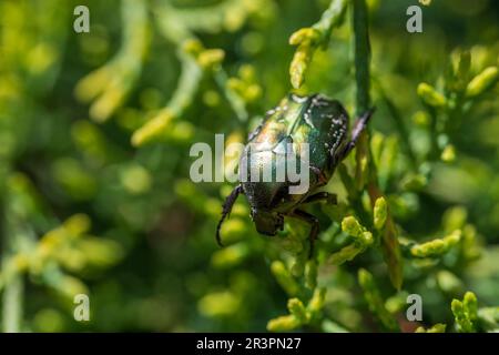 Makroaufnahme eines wunderschönen, metallischen, glänzenden Grün- und Kupferkäfers (Protaetia cuprea) auf grünem Blatt, umgeben von Vegetation im Frühling. Protaetia cupr Stockfoto