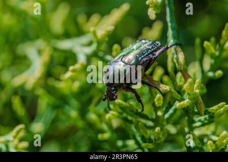 Makroaufnahme eines wunderschönen, metallischen, glänzenden Grün- und Kupferkäfers (Protaetia cuprea) auf grünem Blatt, umgeben von Vegetation im Frühling. Protaetia cupr Stockfoto