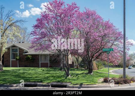 Cercis canadensis, zwei blühende Rothäute aus dem Osten, befindet sich auf einem Eckgrundstück in einem Viertel von Wichita, Kansas, USA. Stockfoto