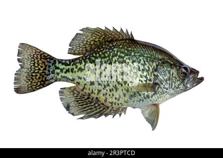 Schwarzer Crappie frisch gefangen in einem nördlichen Minnesota See isoliert auf weißem Hintergrund Stockfoto