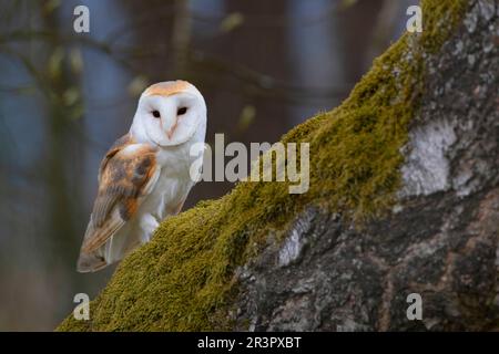 Scheuneneule (Tyto alba), auf einem Baum sitzend, Deutschland, Bayern Stockfoto