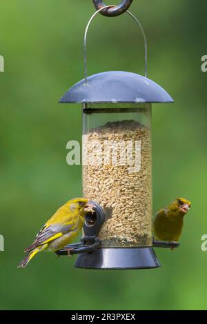 westlicher Grünfink (Carduelis chloris, Chloris chloris), zwei Grünfinken, die an einer Futtersäule in Deutschland Getreide essen Stockfoto