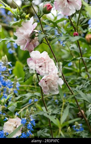 althaea, Rose of Sharon (Hibiscus syriacus French Cabaret Pastel), blühend, Cultivar French Cabaret Pastel, Europa, Bundesrepublik Stockfoto