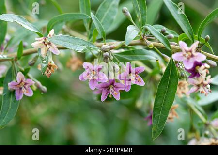 Chinesische Wolfsbeere, gewöhnlicher Ehering (Lycium barbarum), Blüte, Europa, Bundesrepublik Deutschland Stockfoto
