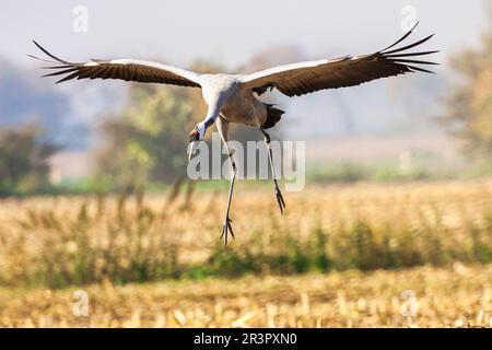 Gewöhnlicher Kran, Eurasischer Kran (Grus grus), im Landeanflug auf ein Stoppelfeld, Deutschland, Mecklenburg-Vorpommern Stockfoto