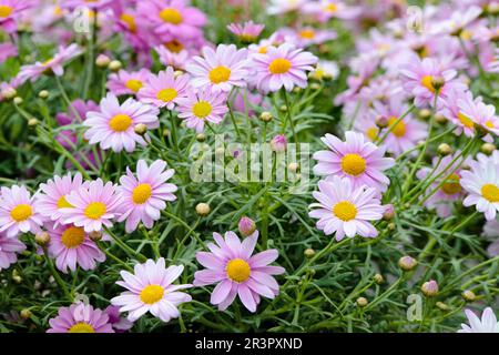 kanarienmarguerite (Argyranthemum spec.), Rosa Marguerite Stockfoto