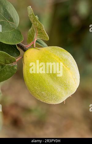 Gemeine Quitte (Cydonia oblonga Turkey No4), Quitte aus Zuchttruthühnern No4 an einem Baum Stockfoto