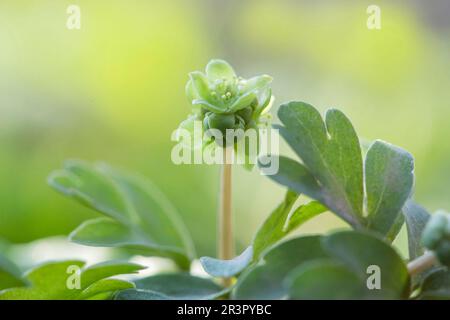 Moschatel, fünfköpfiger Bischof, Hollowroot, Muskroot, Townhall Uhr, Rathausuhr, Knollenfuss (Adoxa moschatellina), blühend, Deutschland, Stockfoto