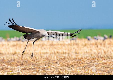 Gewöhnlicher Kran, Eurasischer Kran (Grus grus), im Landeanflug auf ein Stoppelfeld, Deutschland, Mecklenburg-Vorpommern Stockfoto