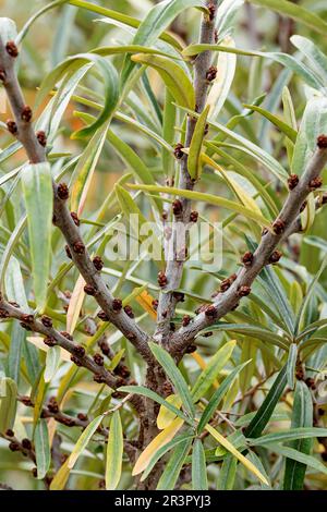 Seedorn (Hippophae rhamnoides Pollmix 5), Zweig mit männlichen Blüten Stockfoto