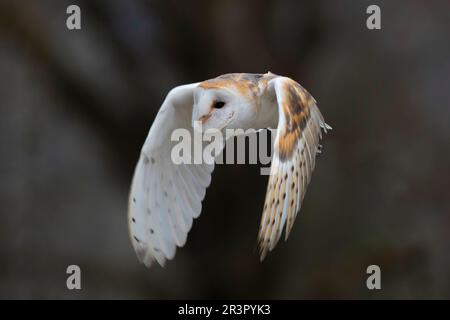 Scheuneneule (Tyto alba), im Flug, Deutschland, Bayern Stockfoto