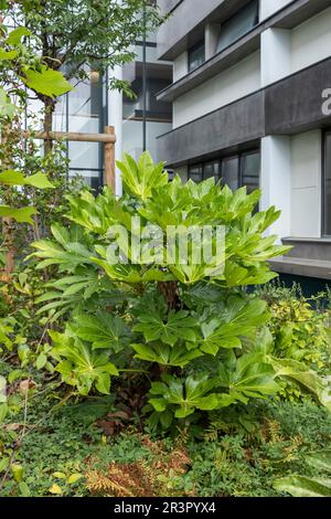 Japanisches Aralia (Fatsia japonica), in einem Garten, Europa, Bundesrepublik Deutschland Stockfoto