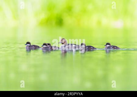 Goldauge, Goldaugenente (Bucephala clangula), schwimmende Frau mit ihren Entenküken, Seitenblick, Deutschland, Bayern Stockfoto