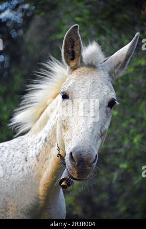 Esel (Equus asinus x caballus), Porträt, Griechenland, Peloponnes Stockfoto