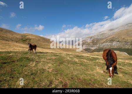 Herde von Pferden auf den Pisten von Punta de la Cuta, westlichen Täler, Pyrenäen, Provinz Huesca, Aragón, Spanien, Europa. Stockfoto