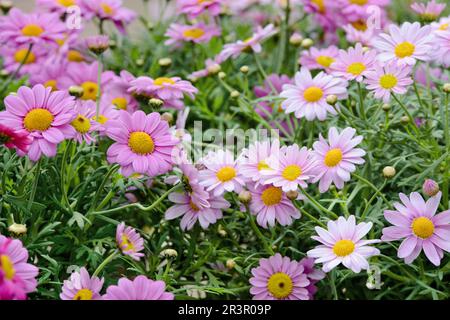 kanarienmarguerite (Argyranthemum spec.), Rosa Marguerite Stockfoto