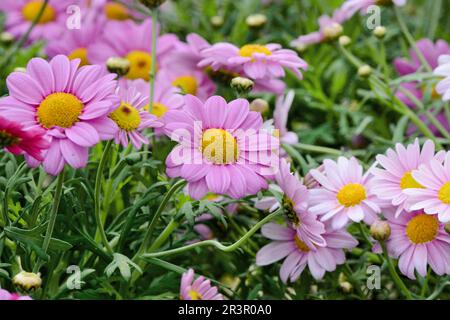 kanarienmarguerite (Argyranthemum spec.), Rosa Marguerite Stockfoto