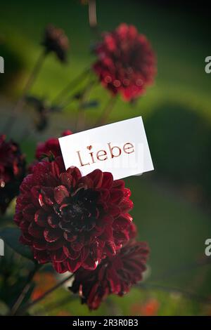 Rote georgina-Blume mit Papier, Liebe Stockfoto