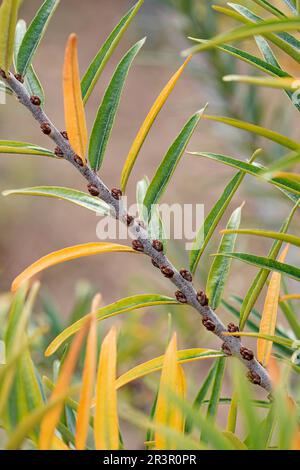 Seedorn (Hippophae rhamnoides Pollmix 1), Zweig mit männlichen Blüten, Europa, Bundesrepublik Deutschland Stockfoto