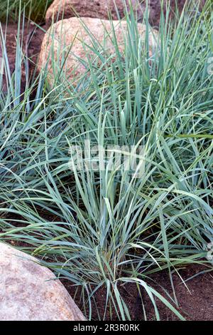 blaues lyme-Gras, Sand-Weidelgras, Meer-lyme-Gras, lyme-Gras (Elymus arenarius, Leymus arenarius), im Garten Stockfoto