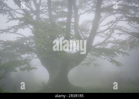 Riaza, Fagus Sylvaticus, Parque natural Gorbeia, Alava - Vizcaya, Euzkadi, Spanien. Stockfoto