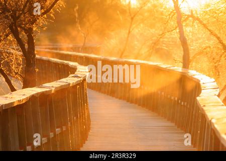 Pasarelas al Amanecer, Parque Nacional Tablas de Daimiel, Ciudad Real, Kastilien-La Mancha, Spanien, Europa. Stockfoto