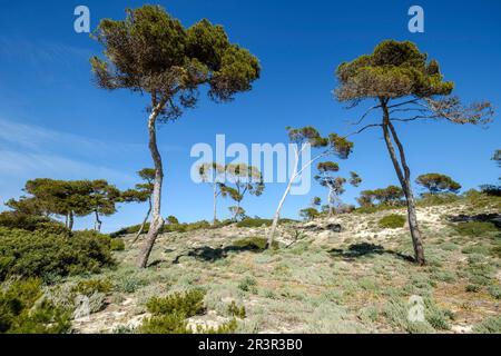 Pinien, die den Sand sedimentieren, Es Carbo Strand, Ses Salines, Mallorca, Balearen, Spanien. Stockfoto