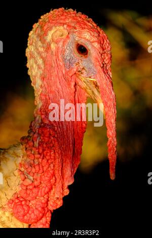 Pavo de Menorca, Casa de colònies des Pinaret, Ciutadella, Menorca, Balearen, Spanien. Stockfoto