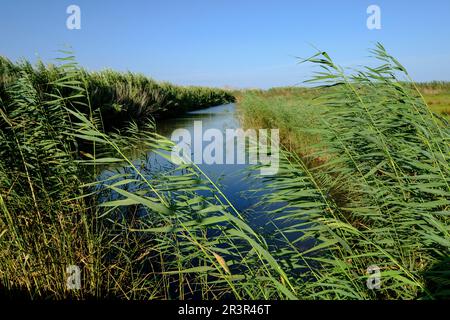 torrente de Muro, Parque natural s'Albufera de Mallorca, términos municipales de Muro y sa Pobla. Mallorca, balearen, spanien, europa. Stockfoto