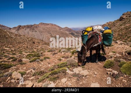 Porter Maultier auf dem Pass, Timaratine, MGun Trek, Atlas Gebirge, marokko, afrika. Stockfoto