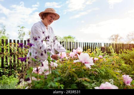 Der Gärtner bewundert blühende Pfingstrosen im Frühlingsgarten. Seniorin berührt Blumen und genießt die Natur. Gartenhobby Stockfoto