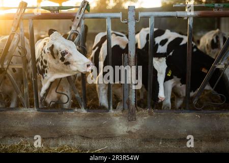 Kälberherde, die im Herbst bei Sonnenuntergang in den Milchbetrieb kommen Stockfoto
