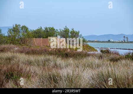 Vogelbeobachtung in Estany Pudent, Formentera, Pitiusas-Inseln, Balearen, Spanien. Stockfoto