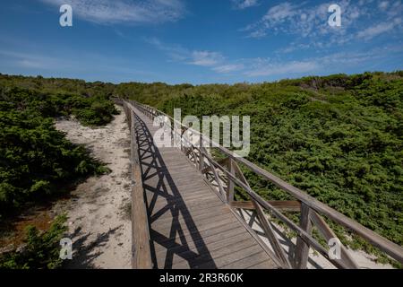 Es Comu Holzweg, Àrea Natural d'Especial Interès, innerhalb des Naturparks von s'Albufera, Mallorca, Balearen, Spanien. Stockfoto