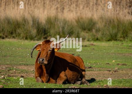 albufera de mallorca, Mallorca, Balearen, Spanien. Stockfoto