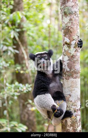Lemur Indri, Madagaskar Wildtiere Stockfoto