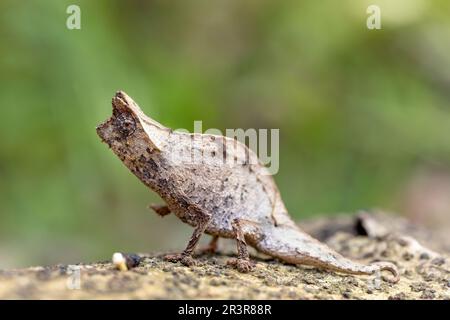 Perinetblatt Chamäleon, Brookesia Theresieni, Reserve Peyrieras Madagaskar exotisch. Madagaskar Stockfoto