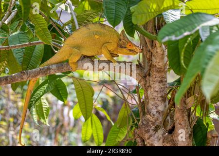 Parson Chamäleon, Calumma parsonii, Peyrieras Madagaskar Exotic, Madagaskar Stockfoto