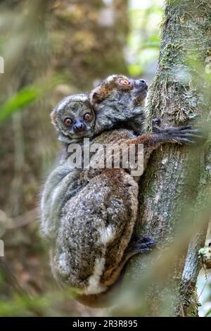 Avahi, Peyrieras' Woolly Lemur, Avahi Peyrierasi, Madagaskar Wildtiere Stockfoto