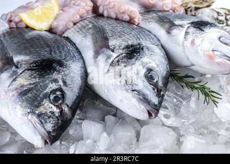 Frischer dorado-Fisch und Tintenfisch auf Eis, Schließung Stockfoto