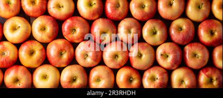 Königliche Gala-Äpfel (Malus domestica). Apfelbäume werden weltweit angebaut und sind die am weitesten verbreitete Art der Gattung Malus. Füllen des Rahmens c Stockfoto