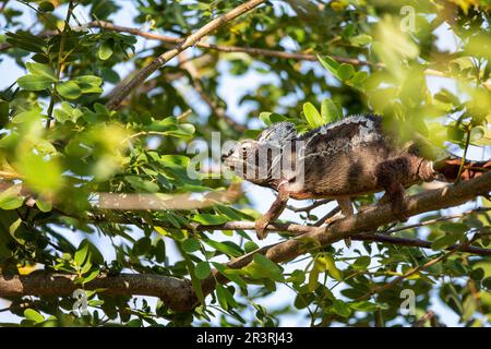 Oustalets Chamäleon, Furcifer oustaleti, Miandrivazo, Madagaskar Stockfoto