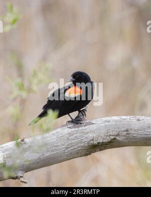 Ein männlicher roter Flügel Blackbird auf einem Baumstamm in der Nähe eines Sumpfes im Frühling in Ontario Stockfoto