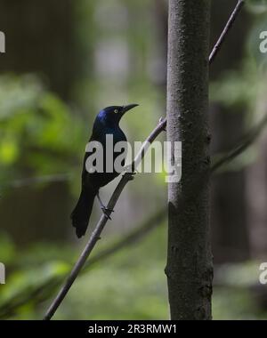 Eine gewöhnliche Gräber hoch oben auf einem Zweig in einem dunklen Wald bei Dämmerung im Pelee-Nationalpark Stockfoto