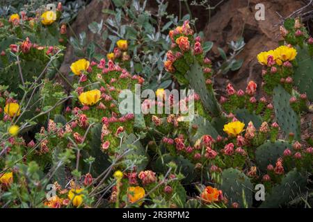 Das Innere von Catalina Island ist eine Entdeckungsreise vor der Küste Südkaliforniens wert. Stockfoto