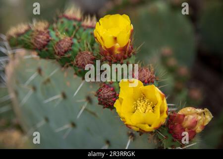 Das Innere von Catalina Island ist eine Entdeckungsreise vor der Küste Südkaliforniens wert. Stockfoto