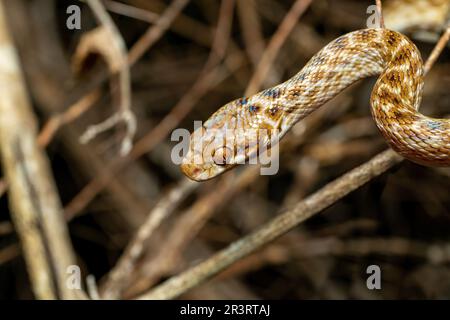 Katzenaugenschlange, Madagascarophis colubrinus, Kirindy Forest, Madagaskar Stockfoto