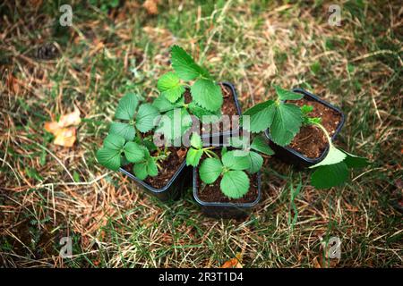 Erdbeerkeimlinge in Torfgläsern auf dem Gras, bereit zum Pflanzen im Garten. Vorbereitung zum Anpflanzen, Anbau von natürlichem berri Stockfoto